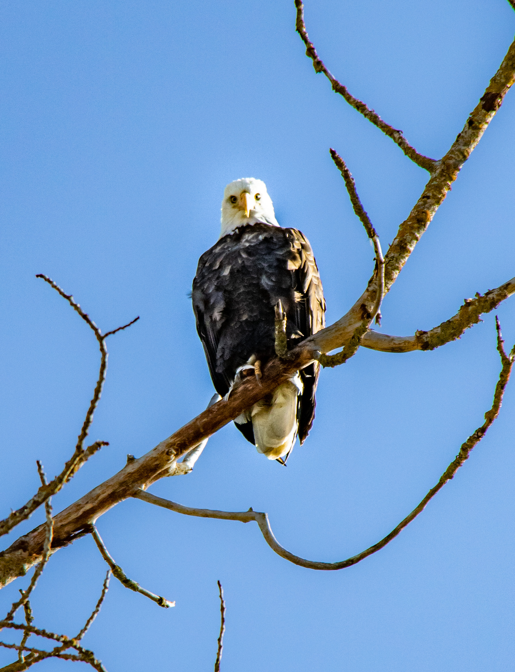 Bald eagle perched on a branch