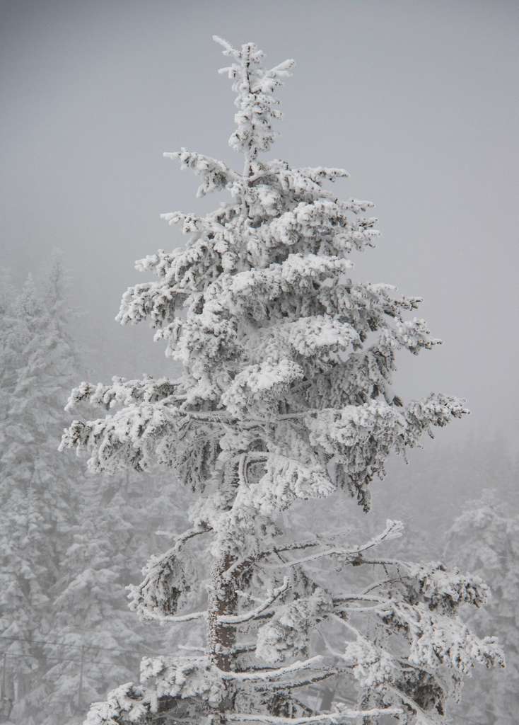 Snow-covered tree in soft fog