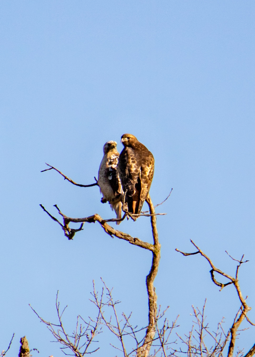 Two hawks perched together
