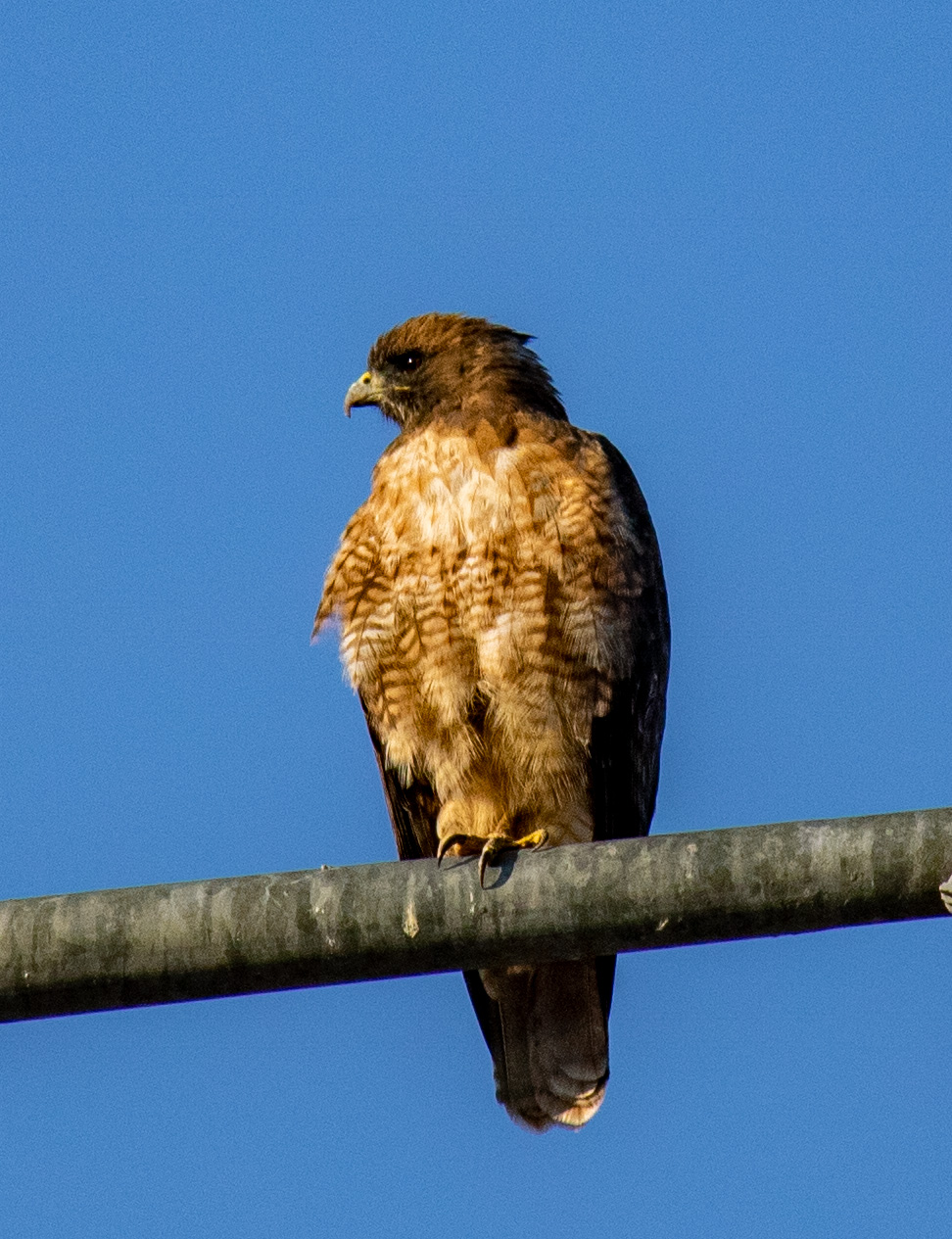 Hawk perched on a utility line
