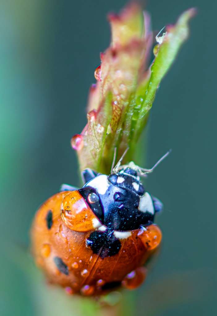 Ladybug on a green plant stem with dew