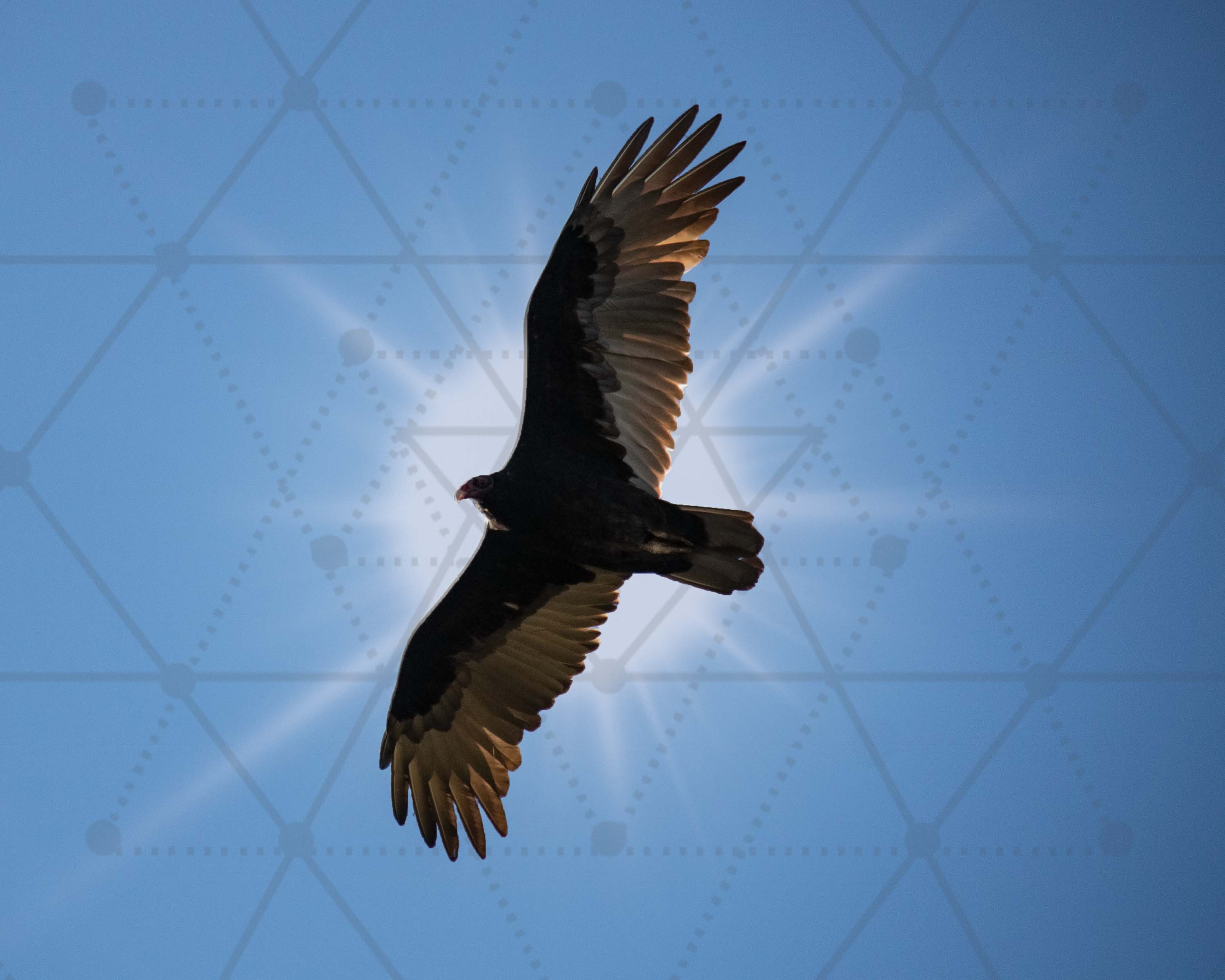 Bird flying in silhouette